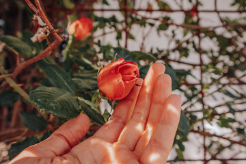 Closed orange rosebud in a woman's hand. Gardener tending to growing plants in home garden. A rose garden in spring, summer. Beautiful rose on a flowering shrub among fresh green leaves on bush bloom