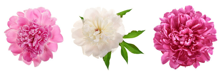 peony flower isolated on white background close up