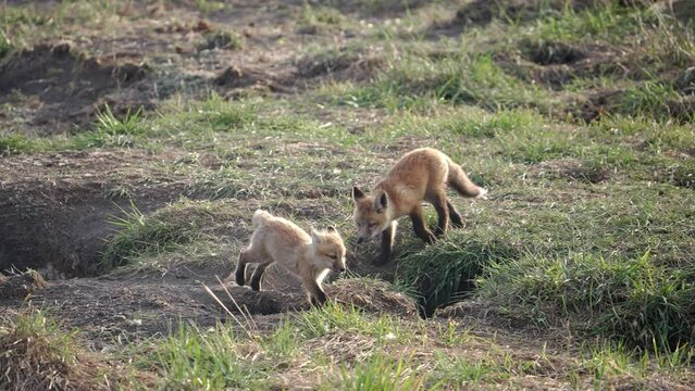 Red fox kit running in slow motion past it den as others explore the area.