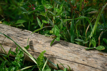 A wooden fence among a green meadow and a green lizard on it.