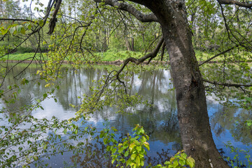 Spring Landscape of Pancharevo lake, Bulgaria