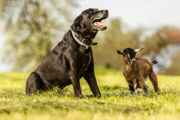 Animal friends: An elderly black labrador dog and a cute little kid goat on a meadow in spring outdoors