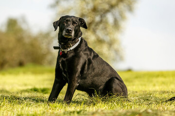 Portrait of an elderly black labrador retriever crossbreed mongrel dog sitting on a meadow in spring outdoors