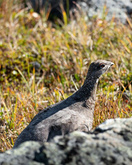 grouse ptarmigan in swedish mountains