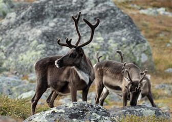 a pair of reindeer in sarek national park