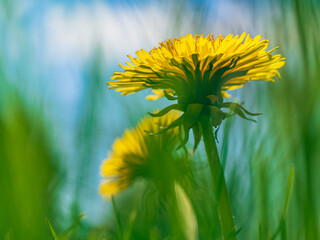 Wiosenny kwiat, mlecz na trawniku, zdjęcie makro - obrazy, fototapety, plakaty