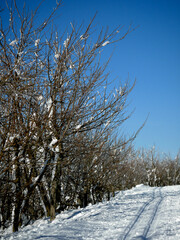 skiing trail with small trees in sunny weather