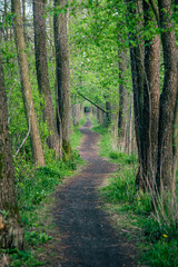 Wiosenna ścieżka, szlak w podwarszawskim Kampinoskim Parku Narodowym