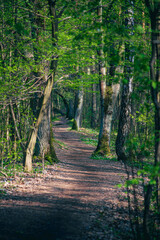 Wiosenna ścieżka, szlak w podwarszawskim Kampinoskim Parku Narodowym