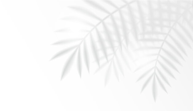 Feuille floue tropicale. Effet transparent de superposition l&eacute;g&egrave;re.