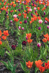 Piękne i liczne wiosenne, kolorowe tulipany - obrazy, fototapety, plakaty