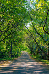 Malownicza droga pośród pięknych zielonych wiosennych drzew. 