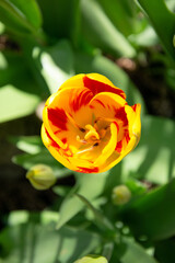 Yellow and red tulip in the garden. Spring flowers. Nature background.