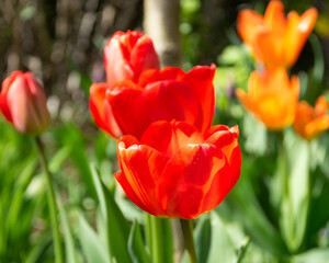 Tulips. A bulbous spring-flowering plant of the lily family, with boldly colored cup-shaped flowers.
