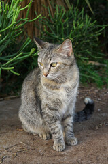 Naklejka na ściany i meble Grey canarian strapped wild cat with green eyes standing on the natural background