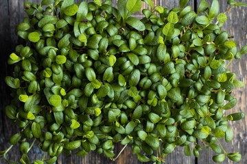 microgreens of different varieties, business card for microgreen