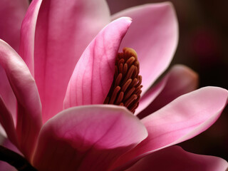 Magnolia blossom close up