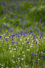 Bluebells in Warwickshire