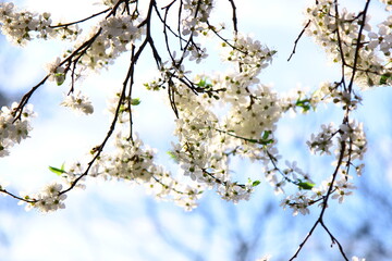 Tree branches covered with white flowers against the blue sky