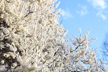 Gałęzie drzew pokryte białymi kwiatami na tle błękitnego nieba