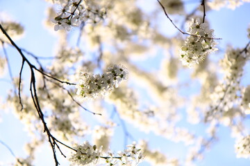 Tree branches covered with white flowers against the blue sky