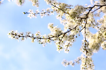 Gałęzie drzew pokryte białymi kwiatami na tle błękitnego nieba - obrazy, fototapety, plakaty