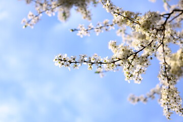Tree branches covered with white flowers against the blue sky