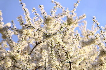 Gałęzie drzew pokryte białymi kwiatami na tle błękitnego nieba - obrazy, fototapety, plakaty