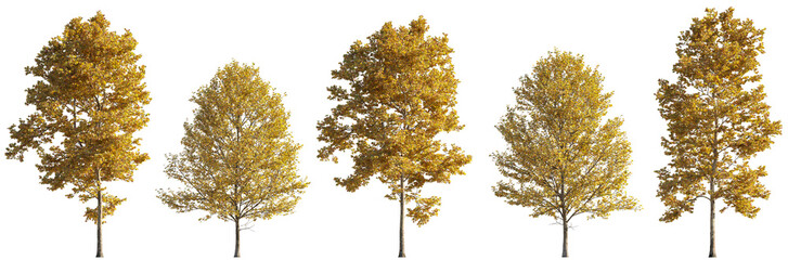 Autumn large trees sycamore platanus maple trees isolated png on a transparent background premium cutout