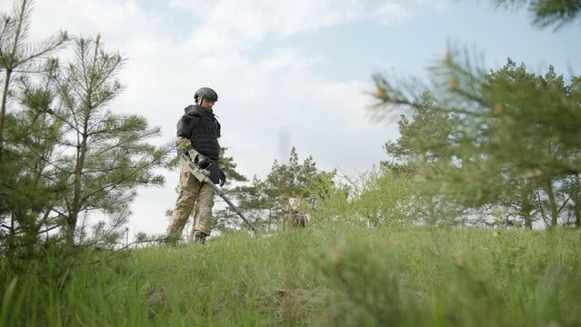 Man trying to detect mine in demining process in the grass near the pine trees. The process of demining the territory