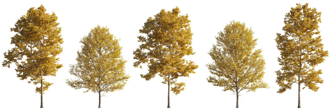 Set of 5 autumn large trees sycamore platanus maple trees isolated png on a transparent background perfectly cutout