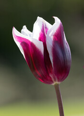 Closeup of a single sunlit flower of Tulipa 'Spitsbergen' in a garden in Spring