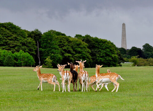 Herd of young deer on fresh grass at Phoenix Park in Dublin in a cloudy day. City monument in the background 