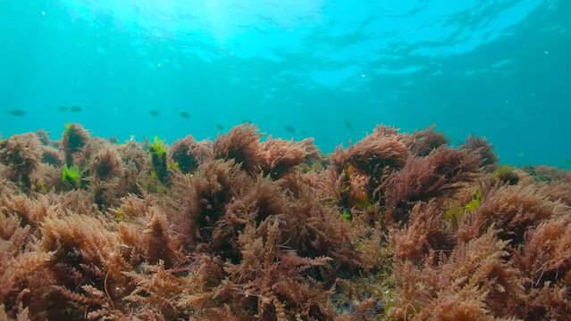 Red seaweed underwater in the ocean, harpoon weed alga Asparagopsis armata, with sea bream fish, eastern Atlantic, Spain, 59.94fps