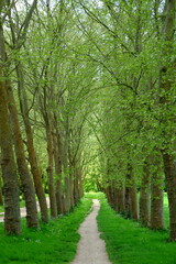A small path and some trees at Versailles near the Swiss lake. May 2023, Versailles, France.