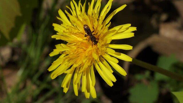 The insect collects nectar and pollen from a dandelion flower.
Dandelion officinalis produces nectar and pollen.
