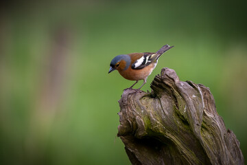 Chaffinch (Fringilla coelebs) perched on a tree stump