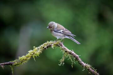 House sparrow on moss covered stick, isolated, green background