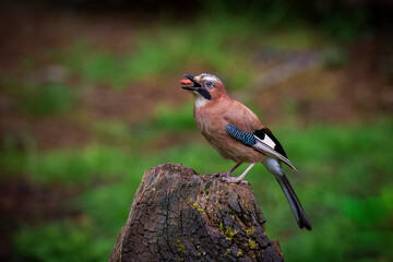 The Eurasian jay (Garrulus glandarius), a species of passerine bird in the crow family Corvidae