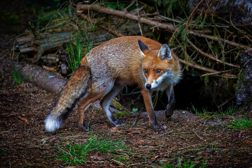 A magnificent wild Red Fox (Vulpes vulpes) hunting for food in woodland.