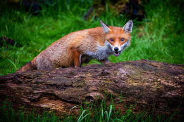 A magnificent wild Red Fox (Vulpes vulpes) hunting for food in woodland.