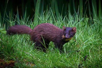 Pine marten rare species in natural habitat (Martes martes)