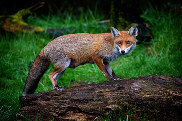 A magnificent wild Red Fox (Vulpes vulpes) hunting for food in woodland.