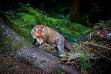 A magnificent wild Red Fox (Vulpes vulpes) hunting for food in woodland.