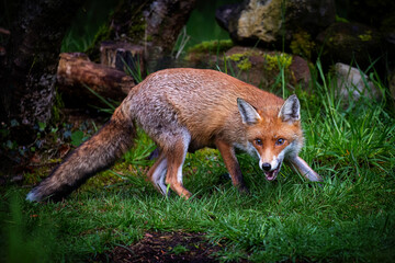 A magnificent wild Red Fox (Vulpes vulpes) hunting for food in woodland.