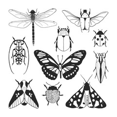 Hand drawn set of different insects