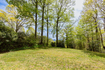 Fototapeta premium wooded land