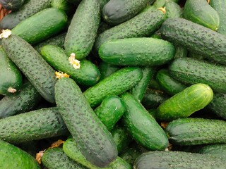 fresh green cucumbers with pimples on the supermarket counter