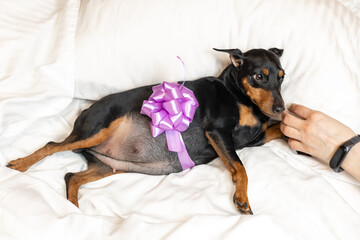 A pregnant dog miniature pinscher with a bow on her stomach lies on the bed, her owner strokes her