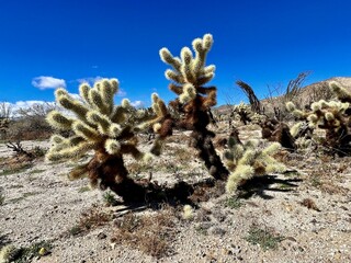 Coyote Canyon Cholla Cactus 